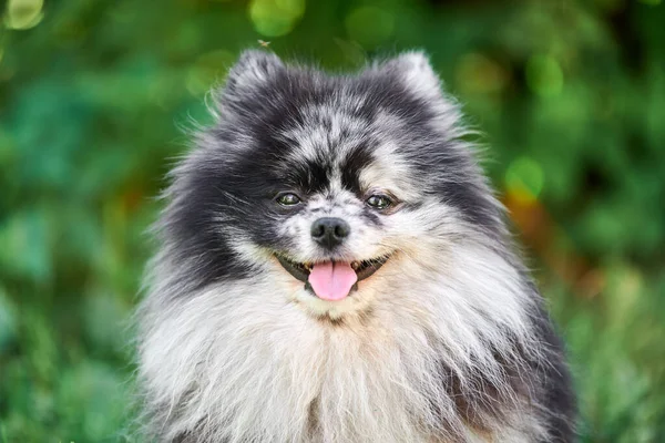 Pomorski Pies Spitz Bliska Portret Zielone Tło Ogrodowe Słodki Pomeranian — Zdjęcie stockowe