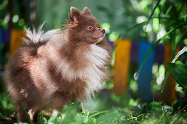 Pomorski Pies Spitz Ogrodzie Słodki Brązowy Szczeniak Pomeranian Spacerze Przyjazny — Zdjęcie stockowe