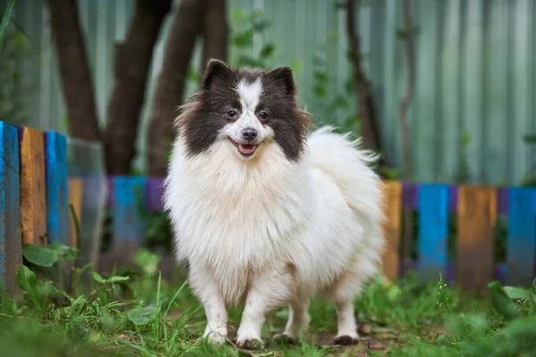 Pomorski Pies Spitz Ogrodzie Cute Pomeranian Szczeniak Spacerze Biały Czarny — Zdjęcie stockowe