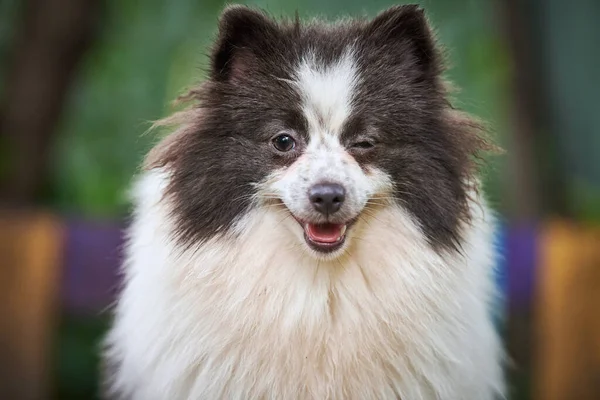 Pomeranian Spitz Dog Garden Close Face Portrait Cute Pomeranian Puppy — Stock Photo, Image