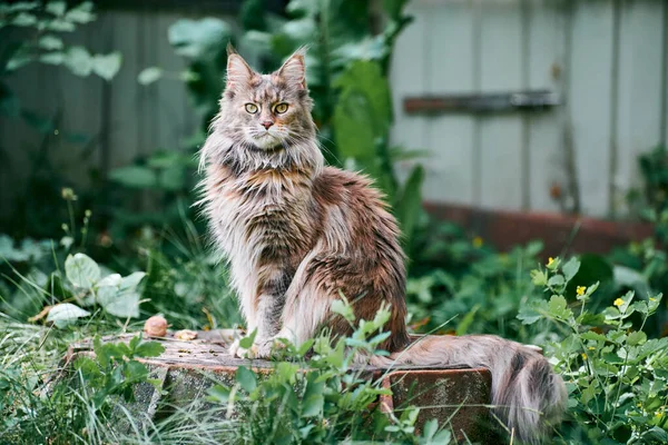 Ρακούν Του Μέιν Οικόπεδο Κήπου Ενηλίκων Χαριτωμένο Γάτα Πόδια Στο — Φωτογραφία Αρχείου