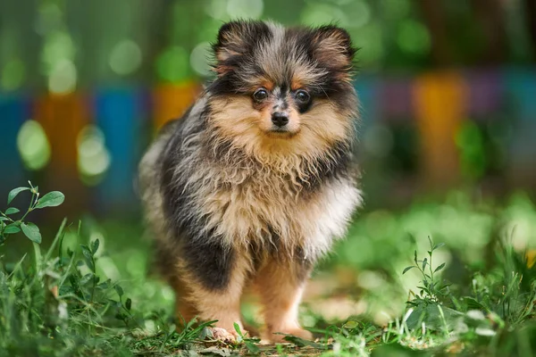 Pomorski Szczeniak Spitz Ogrodzie Słodki Pies Pomeranian Spacerze Szczeniak Czarny — Zdjęcie stockowe