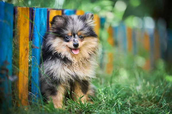 Pomorski Szczeniak Spitz Ogrodzie Słodki Pies Pomeranian Spacerze Szczeniak Czarny — Zdjęcie stockowe