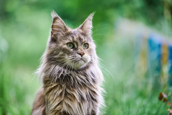 Maine Coon Katzenporträt Garten Erwachsene Niedliche Schildkrötenpanzerkatze Park Gras Hintergrund — Stockfoto