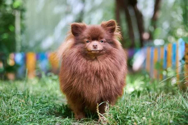 Pomorski Pies Spitz Ogrodzie Słodki Brązowy Szczeniak Pomeranian Spacerze Przyjazny — Zdjęcie stockowe