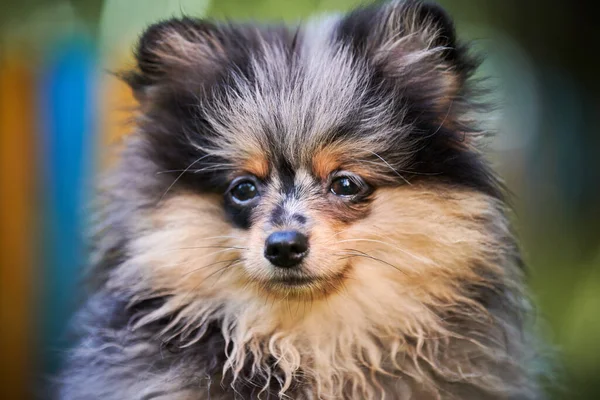 Pomorski Szczeniak Spitz Ogrodzie Bliska Portret Twarzy Słodki Pies Pomeranian — Zdjęcie stockowe