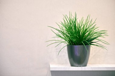 Raftaki yapay yeşil saksı, kopyalama alanı. Plastik dekoratif bitki örtüsü. Asgari arkaplan.