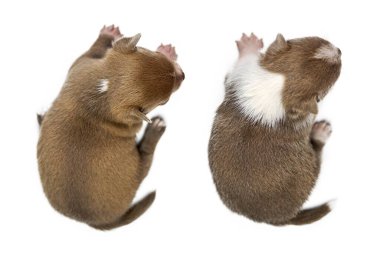 İzole edilmiş beyaz arka planı olan iki Chihuahua yavrusu. Şirin kısaymış kahverengi köpekler ürer..