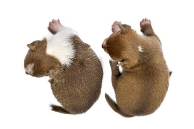 İzole edilmiş beyaz arka planı olan iki Chihuahua yavrusu. Şirin kısaymış kahverengi köpekler ürer..