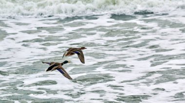 Deniz suyunda uçan iki yaban ördeği kuşu. Köpüren dalgaların arka planında süzülen kuşların deniz manzarası. Anas platyrhynchos, yaban ördeği.