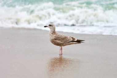 Genç sarı bacaklı martı, Larus michahellis, Baltık Denizi kıyısında yürüyor. Genç martıların kumlu sahilde duruş görüntülerini kapatın..