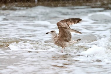 Sarı bacaklı martı, Larus michahellis, Baltık deniz suyunda su sıçratıyor. Yavru martıların kanat çırpışlarını, deniz kıyısında yürüyüşlerini yakından izleyin..