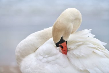 Baltık Denizi 'nin yanında büyük beyaz dilsiz kuğu portresi, makro. Kuğu kafanın yakın fotoğrafını çek, tüylerinin, gagasının ve gözlerinin detaylarını göster..