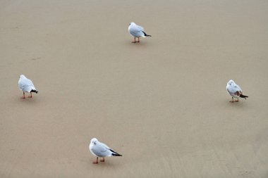 Deniz kıyısında yürüyen martılar. Siyah kafalı martılar, Baltık Denizi yakınlarındaki kumlu sahilde yürüyorlar. Kroicocephalus ridibundus.