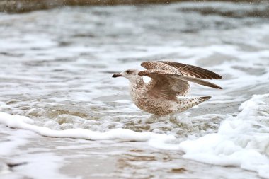 Sarı bacaklı martı, Larus michahellis, Baltık deniz suyunda su sıçratıyor. Yavru martıların kanat çırpışlarını, deniz kıyısında yürüyüşlerini yakından izleyin..