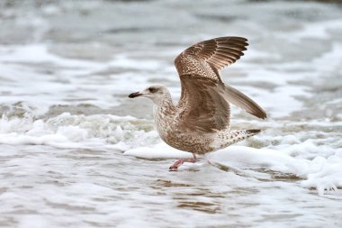 Sarı bacaklı martı, Larus michahellis, Baltık deniz suyunda su sıçratıyor. Yavru martıların kanat çırpışlarını, deniz kıyısında yürüyüşlerini yakından izleyin..
