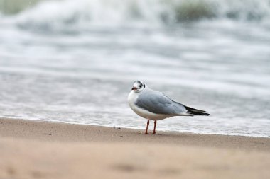 Martı deniz kıyısında yürüyor. Siyah başlı martı, Chroicocephalus ridibundus, Baltık Denizi kıyısındaki kumlu sahilde duruyor..