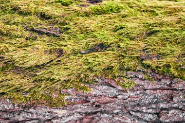 Ormandaki ağaç gövdesini kaplayan güzel, yeşil yosun. Duvar kağıdı için doğada yosun dokusuyla dolu ahşap. Kapat, makro görünüm.