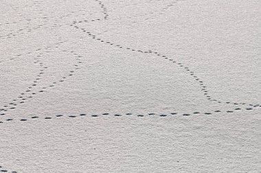 Kuş ayak izleri ve beyaz kar üzerinde kuşların izleri, yakın plan. Kış arkaplanı.