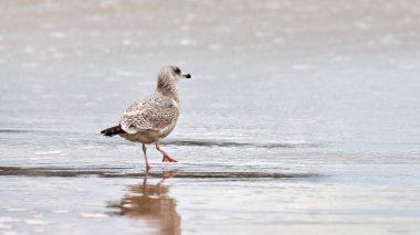Genç sarı bacaklı martı, Larus michahellis, Baltık Denizi kıyısında yürüyor. Genç martı kumlu sahilde duruyor..