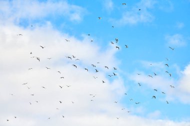 Mavi gökyüzünde beyaz kabarık bulutlarla uçan martılar. Özgürlük, hafiflik ve hızın sembolü olarak gökyüzü arka planında süzülen beyaz kuşların siluetleri. Gökyüzü dokusu, boşluğu kopyala.