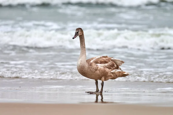 Cisne Branco Cor Marrom Jovem Andando Por Águas Azuis Mar — Fotografia de Stock