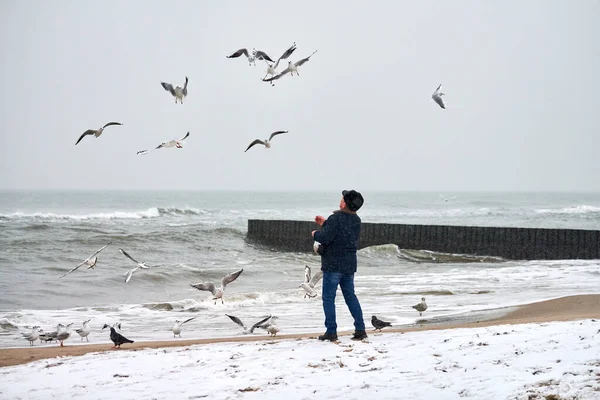 Lonely Old Man Feeding Gulls Seagulls Other Birds Sea Back — Stock Photo, Image