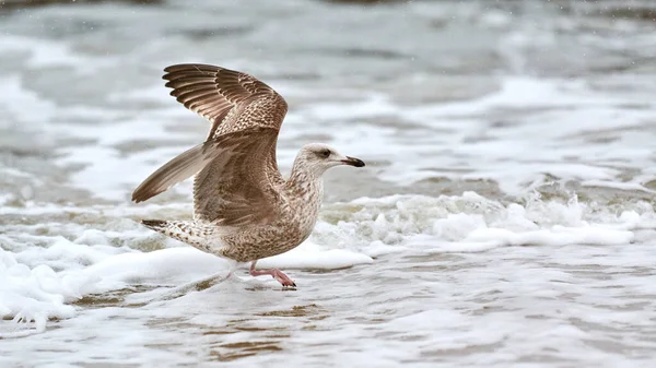 Gaivota Pernas Amarelas Larus Michahellis Salpicando Água Mar Báltico Vista — Fotografia de Stock