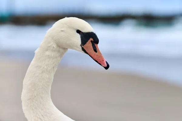 Portrait Grand Cygne Blanc Muet Près Mer Baltique Macro Photo — Photo