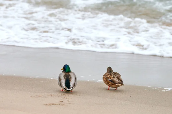 Duas Aves Aquáticas Mallard Caminhando Perto Mar Báltico Perto Anas — Fotografia de Stock