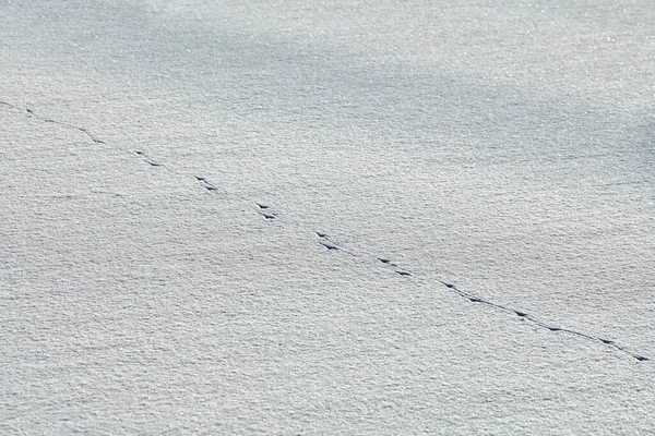 Fågelfotspår Och Fågelspår Vit Snö Närbild Vinter Bakgrund — Stockfoto