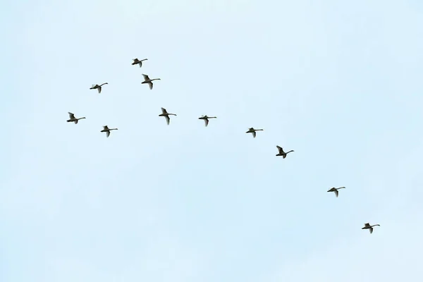 Bando Pássaros Cisnes Voando Alto Céu Azul Voo Formação Liberdade — Fotografia de Stock