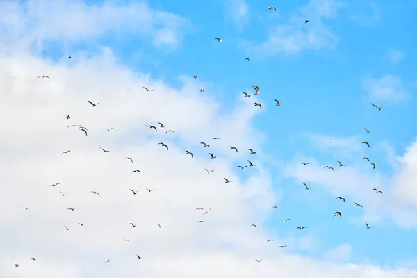 Gaivotas Voando Alto Céu Azul Com Nuvens Brancas Fofas Silhuetas — Fotografia de Stock