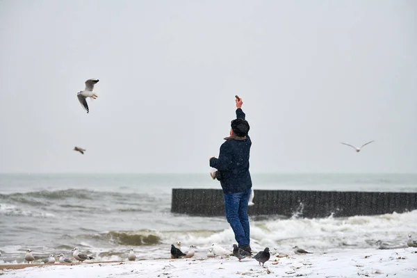 Viejo Solitario Alimentando Gaviotas Gaviotas Otras Aves Mar Vista Posterior —  Fotos de Stock