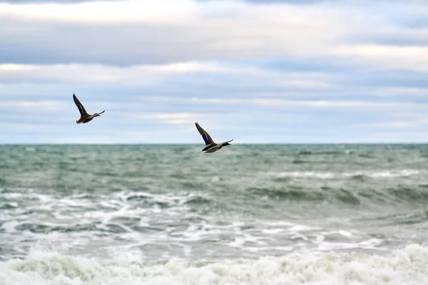 Uccelli Rapaci Che Sorvolano Acqua Marina Anas Platyrhynchos Anatra Reale — Foto Stock