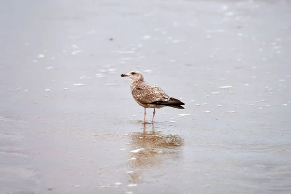 Die Junge Gelbfußmöwe Larus Michahellis Spaziert Der Ostseeküste Junge Möwe — Stockfoto