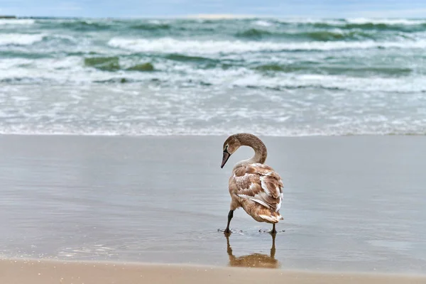 Cisne Branco Cor Marrom Jovem Andando Por Águas Azuis Mar — Fotografia de Stock