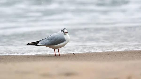 Gaivota Caminhando Longo Litoral Gaivota Cabeça Preta Chroicocephalus Ridibundus Praia — Fotografia de Stock