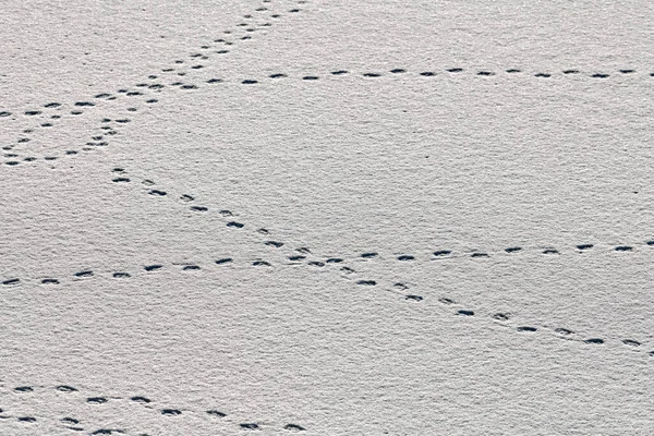 Vogelspuren Und Vogelspuren Auf Weißem Schnee Nahaufnahme Winterlicher Hintergrund — Stockfoto