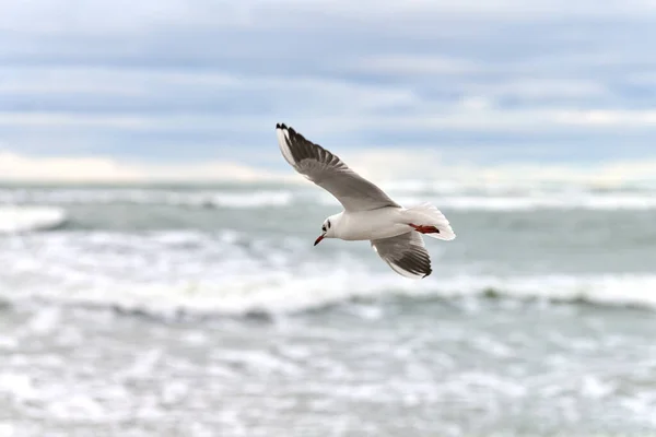 Gaivota Gaivota Voando Sobre Mar Close Vista Pairando Pássaro Branco — Fotografia de Stock
