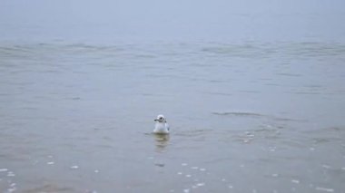 Deniz martıları, sakin sahil sahnesinde köpüklü okyanus dalgaları üzerinde uçuşun ortasında yakalandılar. Yumuşak ışık, sakin su yüzeyini ve kıyı dalgalarının ince dokusunu vurgular