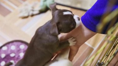 İki chihuahua, mor desenli paspasın yanında sıcak tonlu fayanslarda insan eliyle şakalaşıyor. Kapalı bir ortam, doğal ışıklandırma.