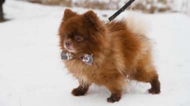 Yumuşak kahverengi Pomeranya tükürük köpek yavrusu kışın karlı patikada dekoratif yay ve tasmayla yürüyor. Yumuşak doğal ışıklandırmayla kışın serin havası