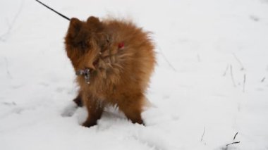 Küçük kahverengi tükürük köpek yavrusu karlı kış manzarasını keşfeder, tasmayla yakalanır, parlak beyaz kar karına karşı tüylü kürk sergiler.