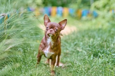 Küçük kahverengi chihuahua yemyeşil yolda tetikte bekliyor. Güneş ışığı bahçeyi yıkıyor, renkli bulanık arkaplanı renklendiriyor. Köpeklerin tuhaf ifadesine odaklan.