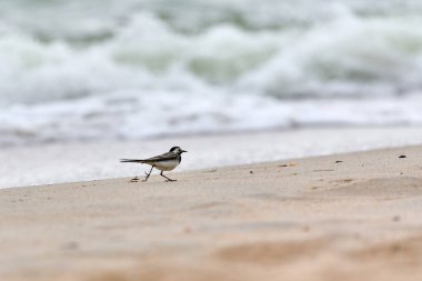Köpüklü okyanus dalgalarının yakınındaki kumlu sahilde tek başına zarif bir şekilde yürüyor. Bulutlu gökyüzü, kum ve suyun yumuşak tonlarını harmanlayarak sakin bir atmosfer yaratır. Düşük açılı çekim perspektifi arttırır