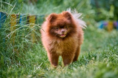 Sevimli Pomeranian Spitz neşeli bir ifadeyle canlı bir yeşilliğin içinde dilsiz duruyor. Yumuşak ışık, zengin kahverengi kürküne ve canlı gözlerine vurgu yapar, neşeli cazibesini yakalar.