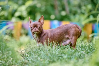 Kahverengi chihuahua canlı yeşil çimenlerin üzerinde duruyor, yemyeşil yapraklarla çevrili. Yumuşak güneş ışığı huzurlu ve davetkar bir bahçe atmosferi yaratır. Renkli arkaplan canlandırıcı sahne