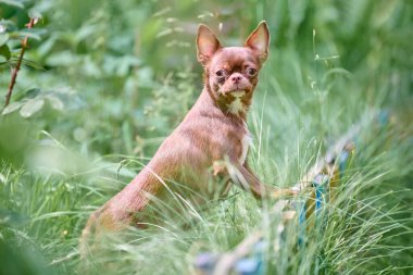 Küçük kahverengi chihuahua uzun otların arasında duruyor, merakla bakıyor. Güneş ışığı yemyeşil, kürkü renklendiriyor. Canlı bahçe düzenlemek sakin bir ortam katıyor.