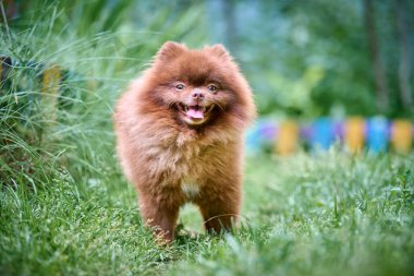 Sevimli Pomeranian Spitz yeşil çimlerin üzerinde duruyor, yumuşak doğal ışıkla yıkanmış. Yumuşak kürk ve şakacı ifade neşeyi çağrıştırıyor. Yeşillik arkaplan canlı sahneyi güçlendirir